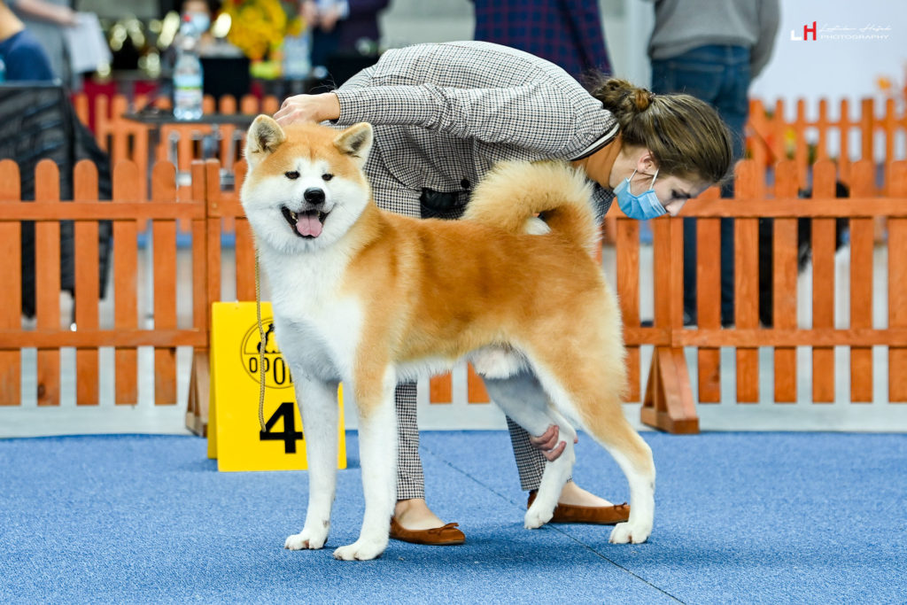 Akita Inu cena